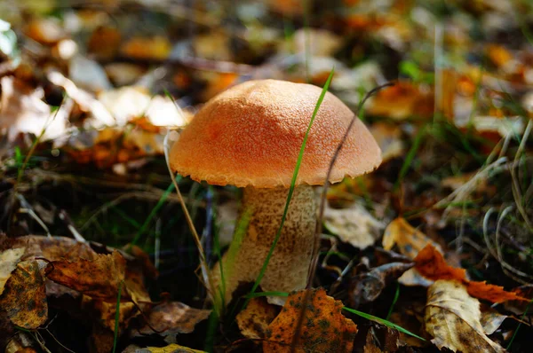 Boleto Cogumelo Com Chapéu Vermelho Uma Perna Branca Cresce Grama — Fotografia de Stock