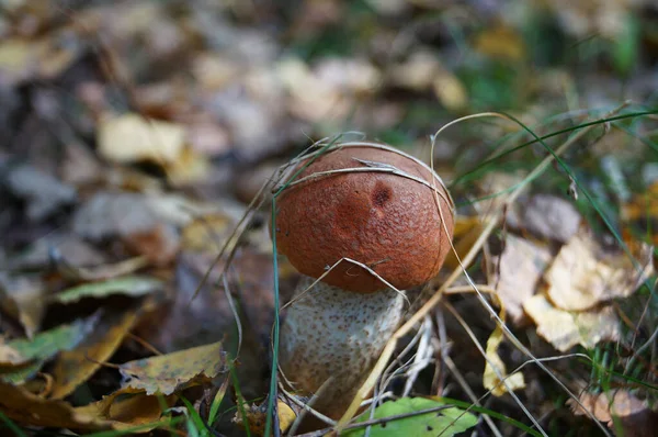 Steinpilze Mit Rotem Hut Und Weißem Bein Wachsen Einem Herbsttag — Stockfoto