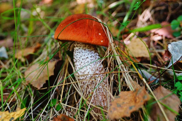 秋の日に赤い帽子と白い足を持つキノコのボレタスが落ち葉で草の中に成長します — ストック写真