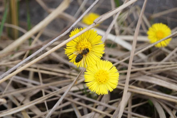 Uma Abelha Coletando Pólen Sobre Flores Amarelas Tussilago Farfara Dia — Fotografia de Stock