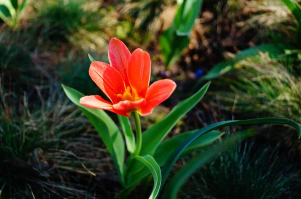 Knopen Bloemen Van Een Tulp Met Rode Bloemblaadjes Een Stengel — Stockfoto