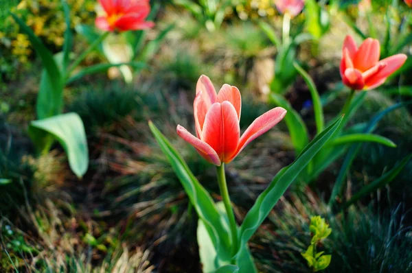 Mangas Flores Tulipán Con Pétalos Rojos Sobre Tallo Con Hojas — Foto de Stock