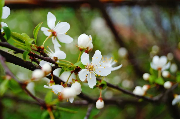 Вишневі Бруньки Квіти Ніжними Білими Пелюстками Зеленим Листям Тлі Блакитного — стокове фото
