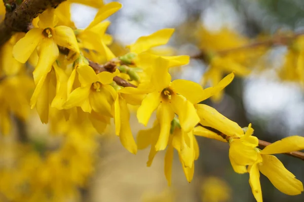 Forsythia Rama Con Flores Con Pétalos Amarillos Delicados Día Primavera —  Fotos de Stock