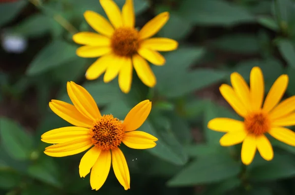 Flor Decorativa Campo Com Pétalas Amarelas Centro Amarelo Uma Filial — Fotografia de Stock