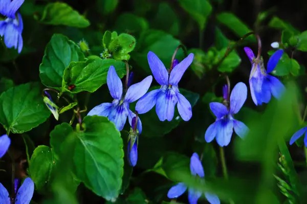 Buisson Sauvage Violettes Aux Délicats Pétales Violets Aux Feuilles Vertes — Photo