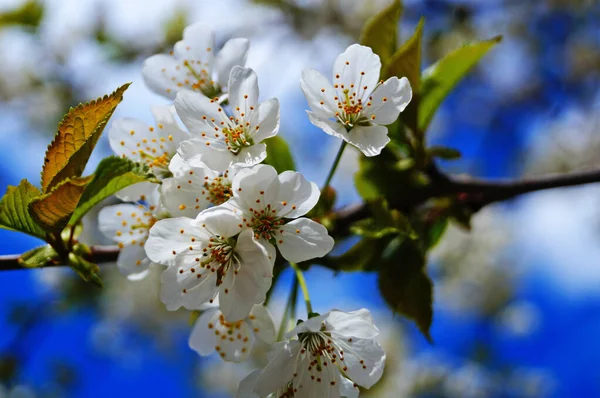 Вишневі Бруньки Квіти Ніжними Білими Пелюстками Зеленим Листям Тлі Блакитного — стокове фото