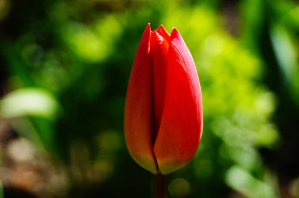 Μπουμπούκια Και Λουλούδια Τουλίπας Κόκκινα Πέταλα Μίσχο Πράσινα Φύλλα Παρτέρι — Φωτογραφία Αρχείου