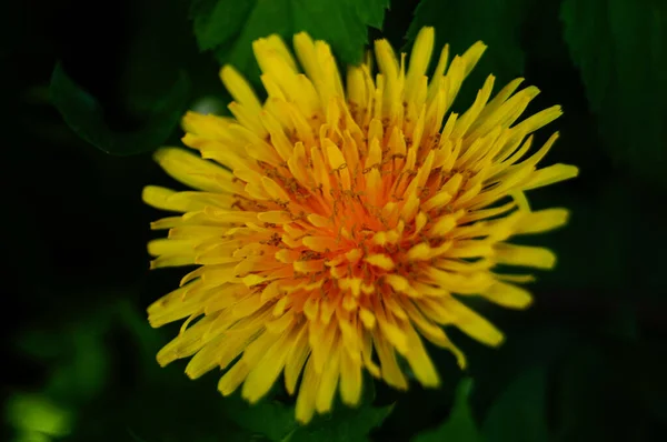 Pole Dekoracyjne Kwiat Żółtymi Płatkami Żółtym Centrum Gałęzi Zielonymi Liśćmi — Zdjęcie stockowe