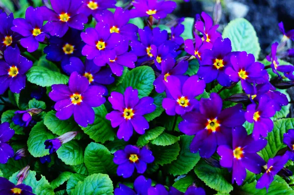 Primroses Bright Lilac Petals Yellow Center Clearing Green Leaves — Stock Photo, Image