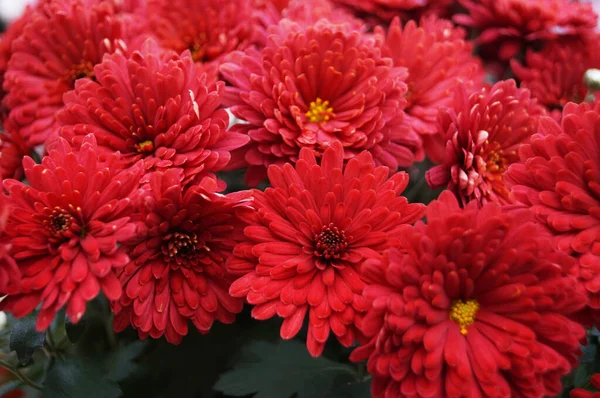 Bouquet Red Chrysanthemums Thin Bright Petals Yellow Center Green Leaves — Stock Photo, Image