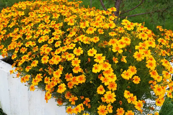 Flores Caléndula Con Delicados Pétalos Naranja Hojas Verdes Crecen Macizo — Foto de Stock