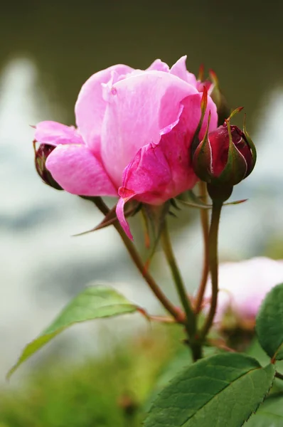Fleur Bouton Rose Aux Pétales Roses Délicats Sur Une Branche — Photo