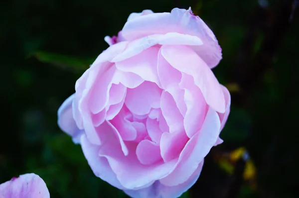 Blomma Och Ros Knopp Med Rosa Fina Kronblad Gren Med — Stockfoto