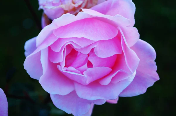 Flor Broto Rosa Com Pétalas Delicadas Rosa Ramo Com Folhas — Fotografia de Stock