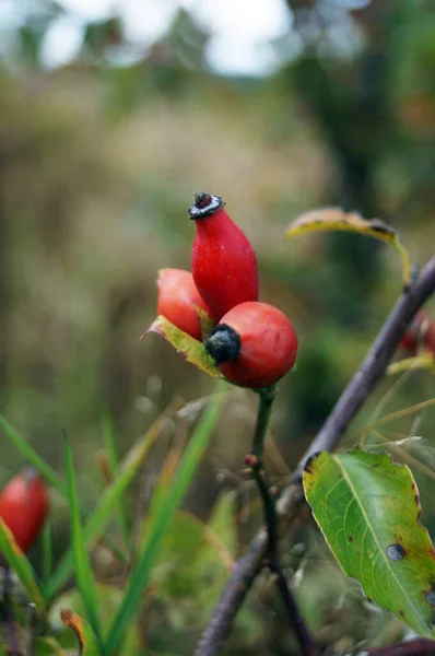 Rosehip Gałąź Dojrzałymi Czerwonymi Owocami Krzaku Jesienny Dzień — Zdjęcie stockowe