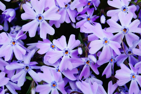 Lila Nelkenblüten Mit Zarten Blütenblättern Auf Einer Lichtung Einem Sonnigen — Stockfoto