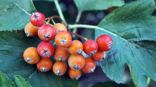 Ein Bund Eberesche Mit Rosa Unreifen Beeren Einem Zweig Mit — Stockfoto