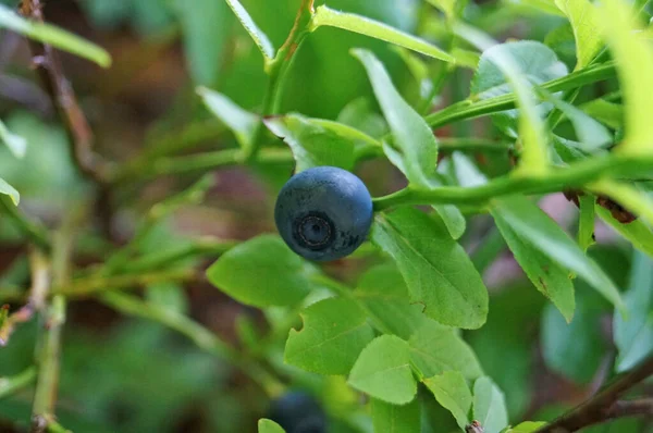 Blaubeerzweig Mit Blauen Saftigen Reifen Früchten Und Grünen Blättern Einem — Stockfoto