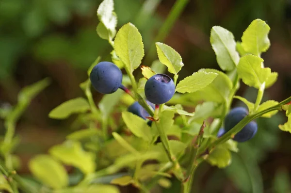 Blaubeerzweig Mit Blauen Saftigen Reifen Früchten Und Grünen Blättern Einem — Stockfoto