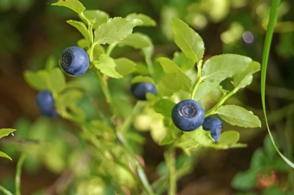 Blaubeerzweig Mit Blauen Saftigen Reifen Früchten Und Grünen Blättern Einem — Stockfoto