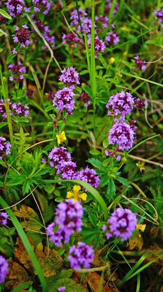 Thyme Con Delicadas Flores Púrpuras Una Limpieza Hierba Verde Día — Foto de Stock