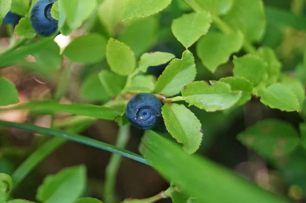 Blaubeerzweig Mit Blauen Saftigen Reifen Früchten Und Grünen Blättern Einem — Stockfoto