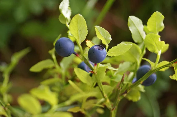 Borůvková Větev Modrým Šťavnatým Zralé Ovoce Zelené Listy Keři Lese Stock Fotografie