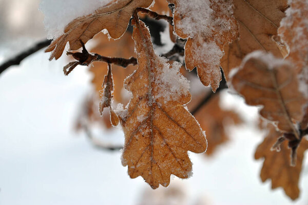 Oak Leaves in Winter