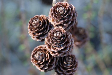 Europea Larch Larix Decidua çeşitli