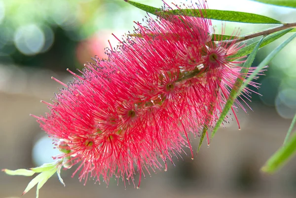 Callistemon citrinus. Australië. — Stockfoto