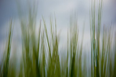 Yeşil buğday lahanası karşı sahada