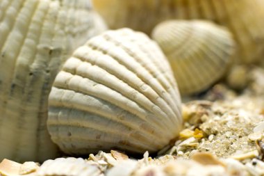 Beyaz deniz kabuğu closeup karşı