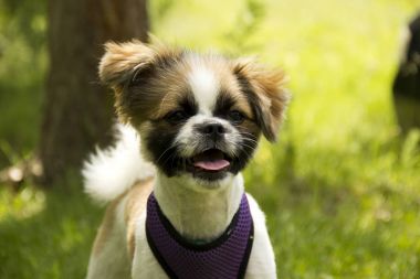 Açık çene ile benekli beyaz-kahverengi küçük köpek yavrusu