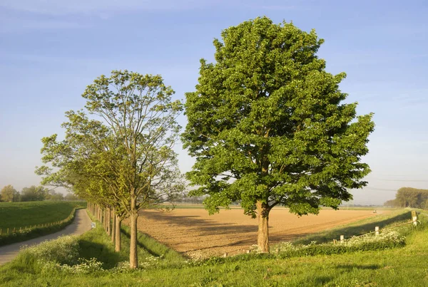 Två träd på en vårdag — Stockfoto