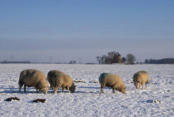 Ovce ve sněhu vztahuje na šířku — Stock fotografie