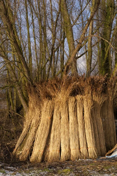 나무가 우거진된 버드 나무 분 지 — 스톡 사진