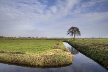 Ağaç geniş bir coğrafyada