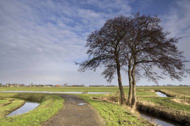 Bir bisiklet yol boyunca yalnız ağacı