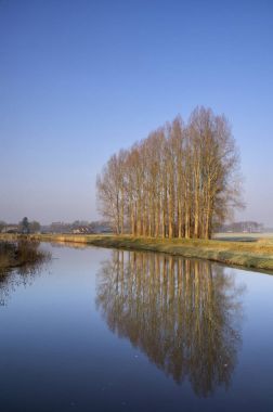 Satır boyunca Berkel ağaçlarının