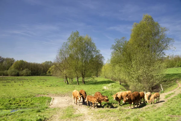 Krávy v údolí Geleenbeek — Stock fotografie