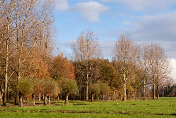 Pohled na Alblasserbos — Stock fotografie