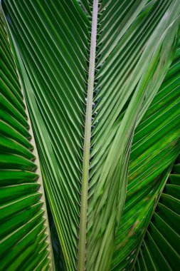 güzel tropikal saf doğa manzara