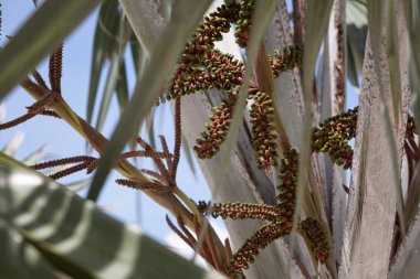 palmiye ağacı yaprak delik doku kadar kapatın