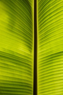 Palmiye yaprağını kapat 