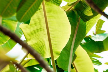 Beyaz arka plan üzerinde taze muz yaprakları