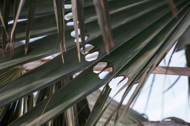 Tasarım için doku soyut doğa