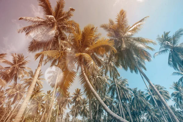 Palmbomen op een zomerdag in resort — Stockfoto