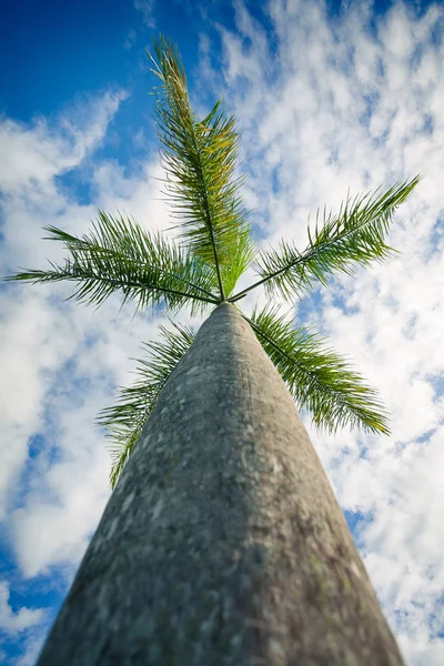 Palmboom tegen blauwe zomer hemel — Stockfoto