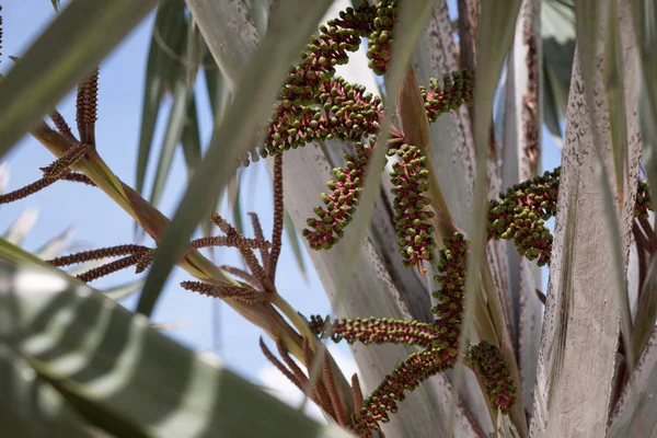 palmiye ağacı yaprak delik doku kadar kapatın